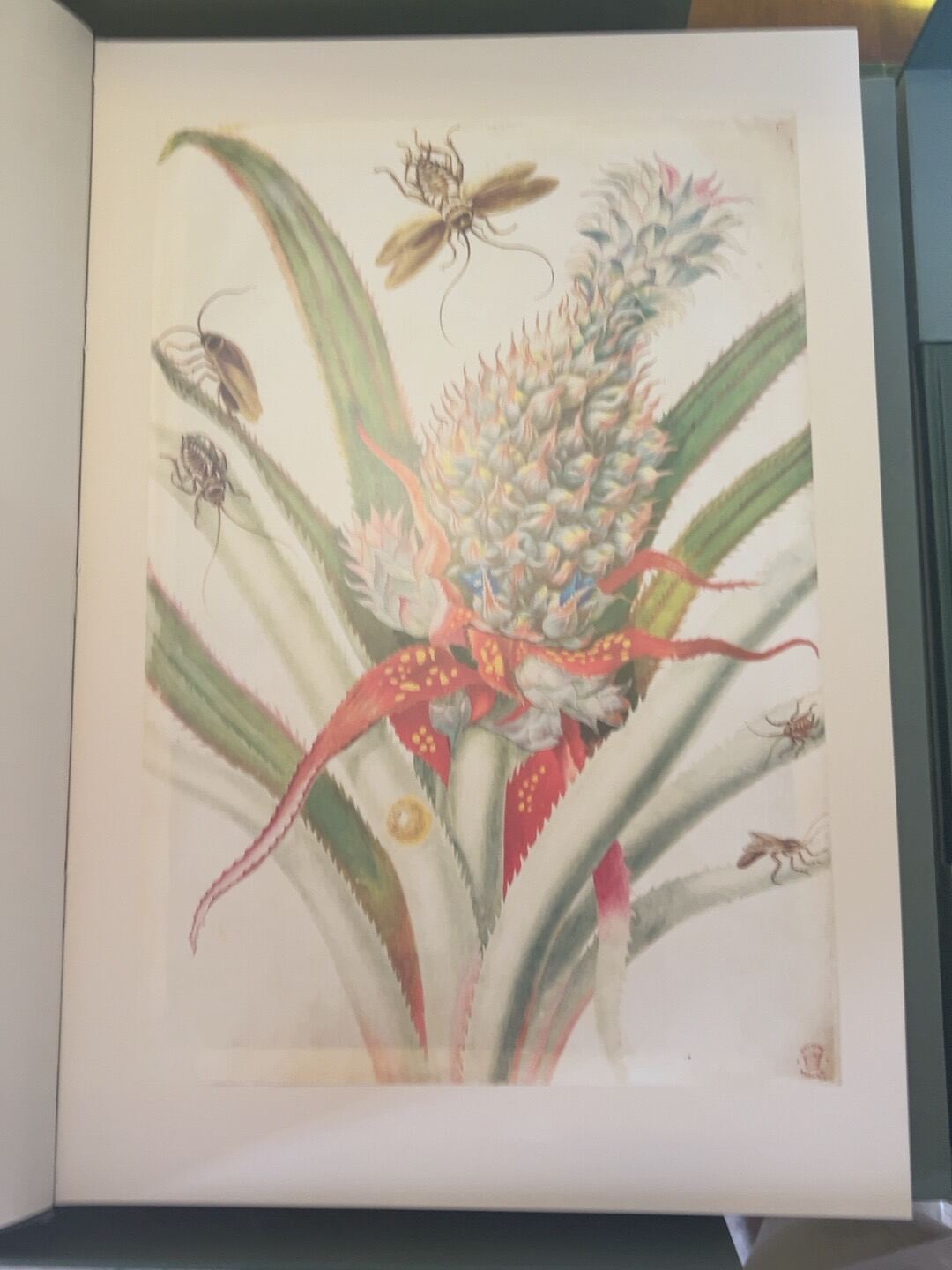The Surinam Album, catalogue photograph 4